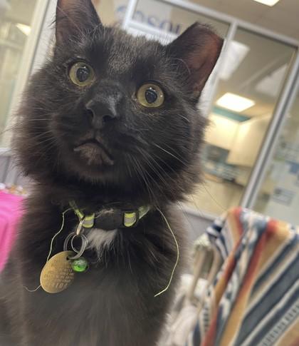 Enlarge Cheese , a ADOPTABLE mixed breed in Lansing, MI image 2/3