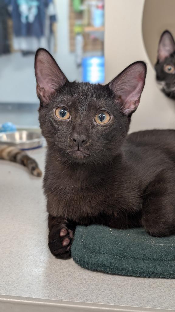 Swordfish, Adoptable, Kitten Male Domestic Short Hair.