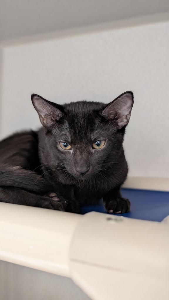 Enlarge Swordfish, a Adoptable mixed breed in Shoreline, WA image 2/5