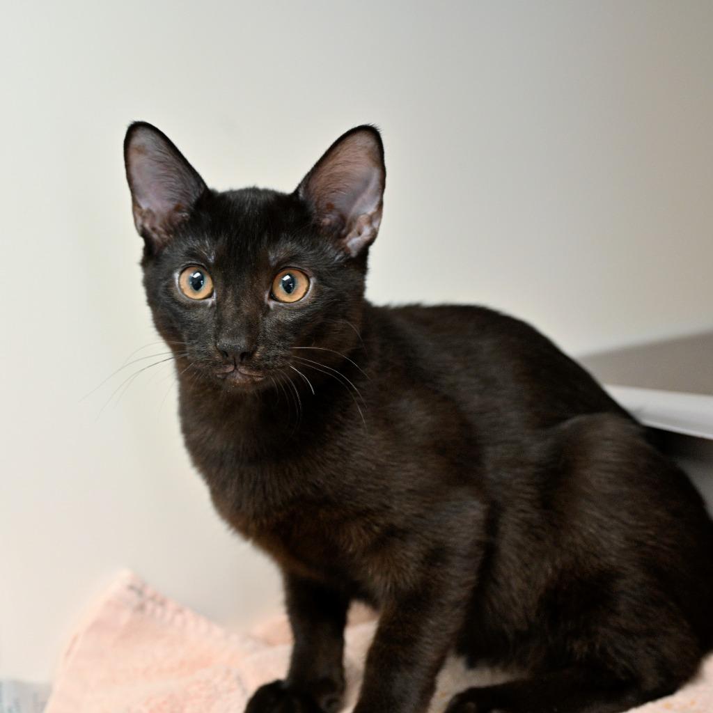 Enlarge Swordfish, a Adoptable mixed breed in Shoreline, WA image 3/5