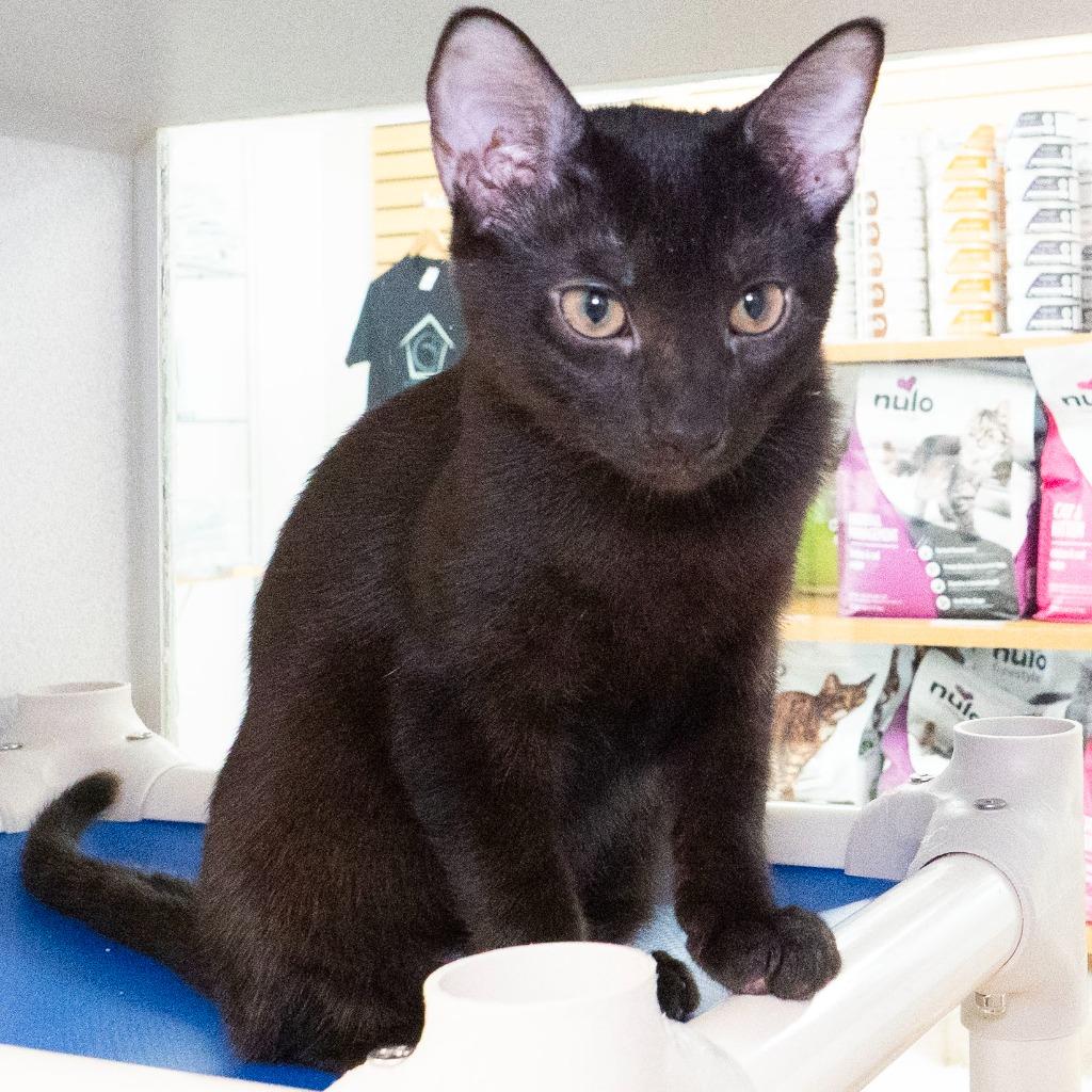 Enlarge Swordfish, a Adoptable mixed breed in Shoreline, WA image 5/6