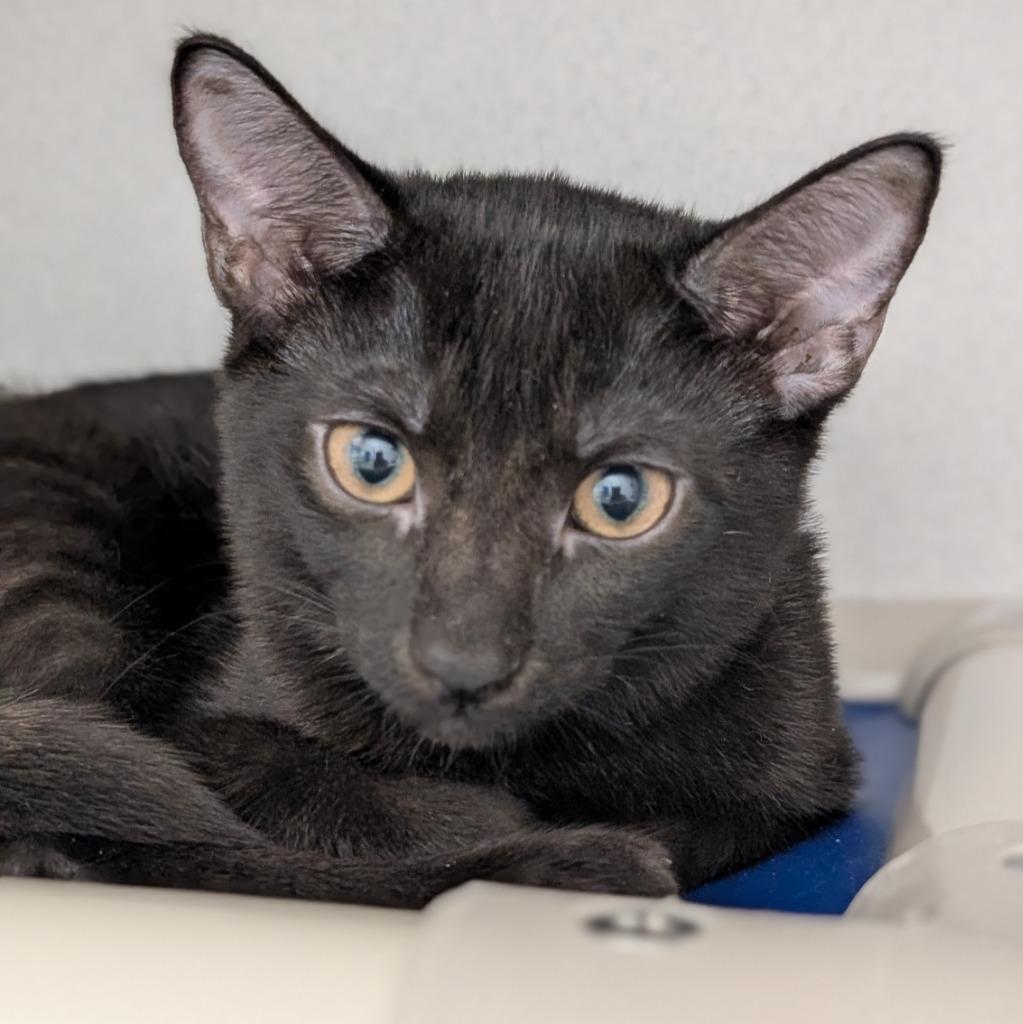Enlarge Swordfish, a Adoptable mixed breed in Shoreline, WA image 5/5