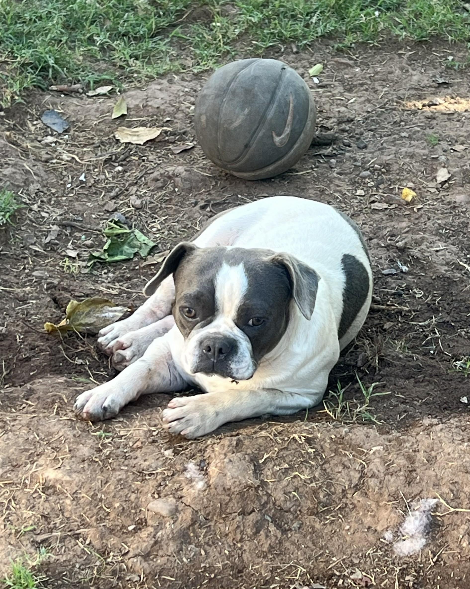 Slater - Phoenix area COURTESY POST , Adoptable, Young Male Boston Terrier & French Bulldog.