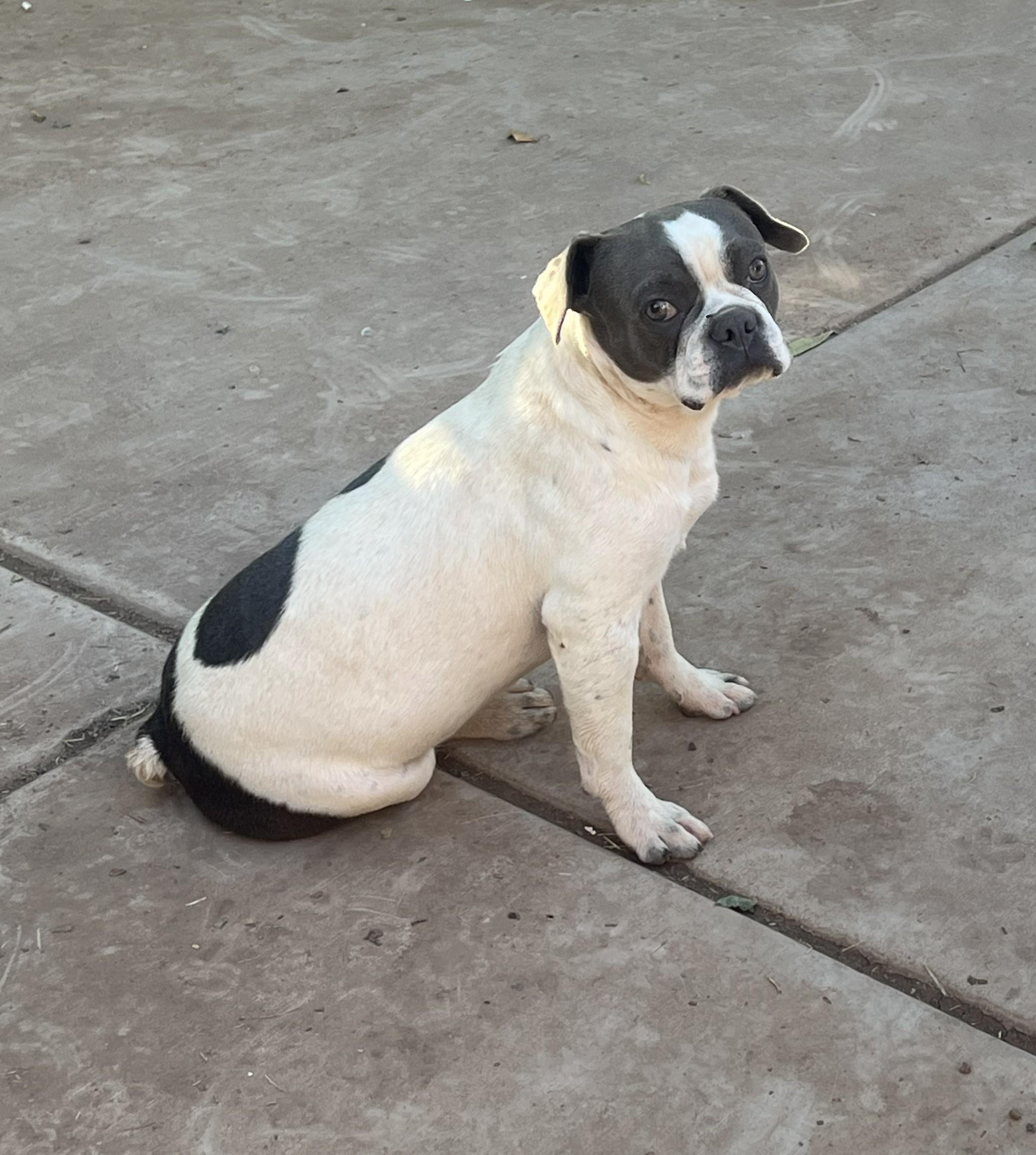 Enlarge Slater - Phoenix area COURTESY POST , a Adoptable mixed breed in Mayer, AZ image 2/3