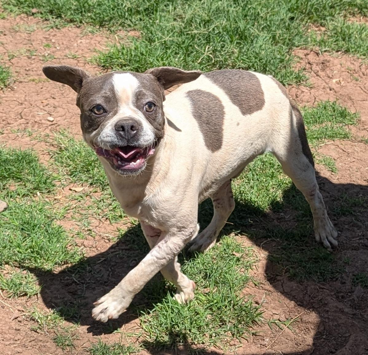 Enlarge Slater - Phoenix area COURTESY POST , a Adoptable mixed breed in Mayer, AZ image 3/3