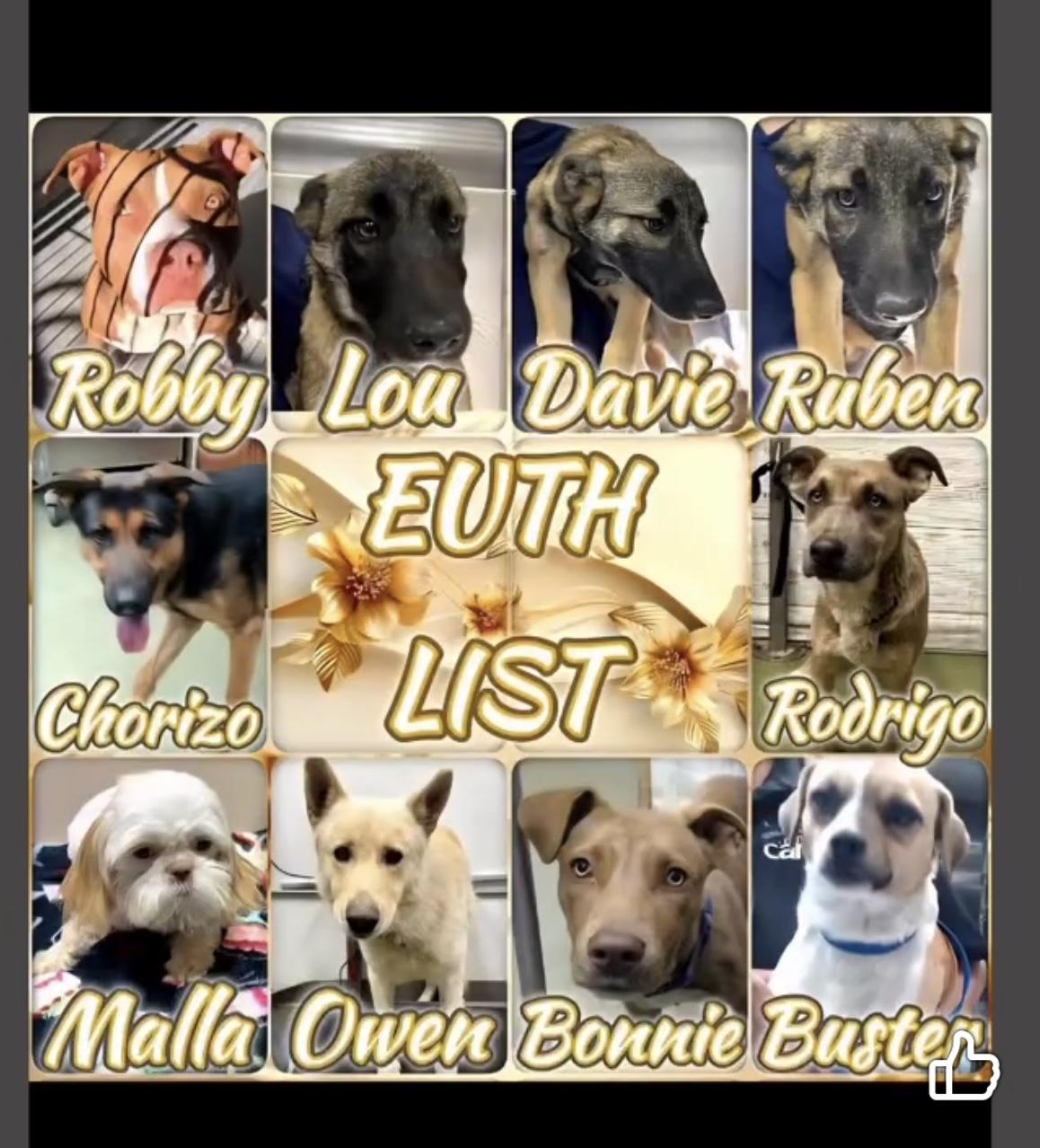 Enlarge Buster, a ADOPTABLE mixed breed in Surrey, BC image 5/5