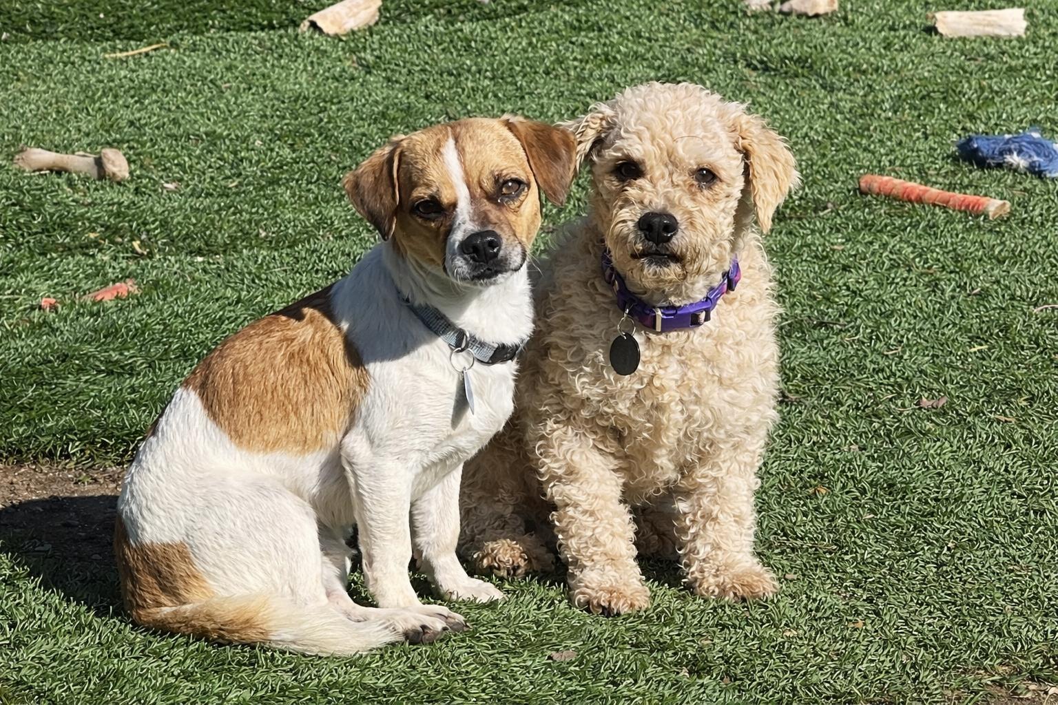 Enlarge Buster, a ADOPTABLE mixed breed in Surrey, BC image 2/5