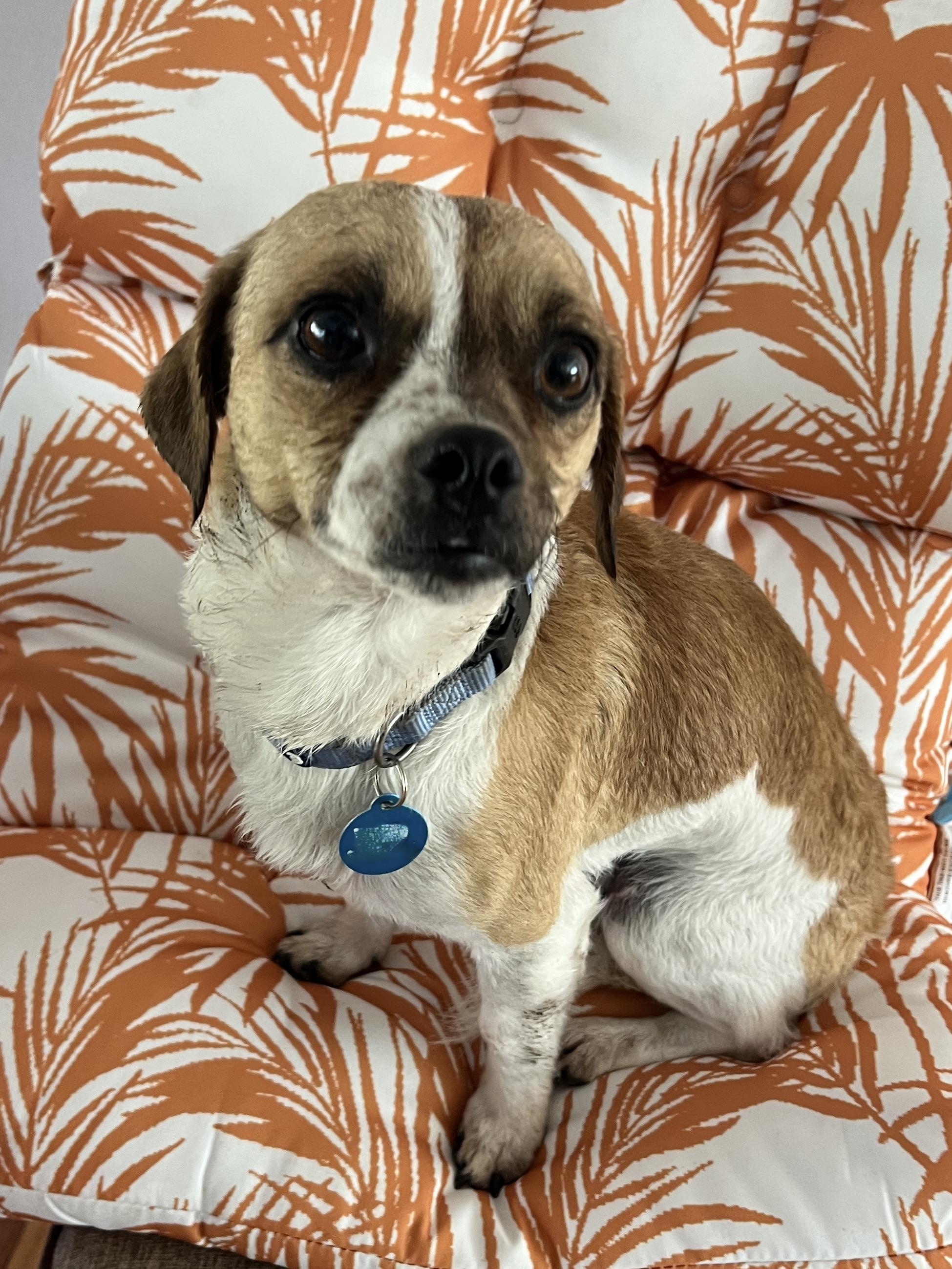 Enlarge Buster, a ADOPTABLE mixed breed in Surrey, BC image 1/5