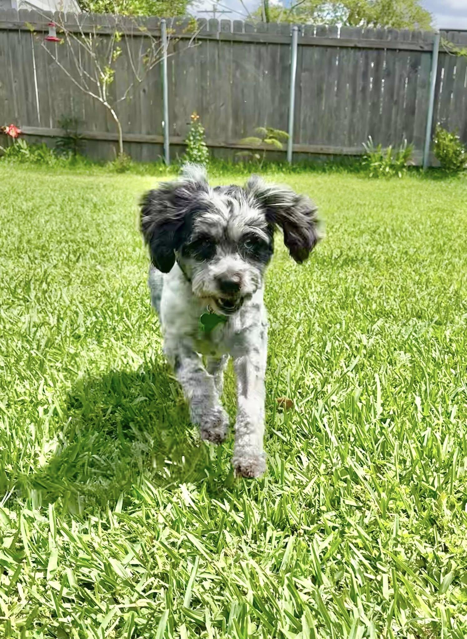 Suzie (ADOPTION PENDING), ADOPTABLE, Adult Female Poodle & Miniature Schnauzer.
