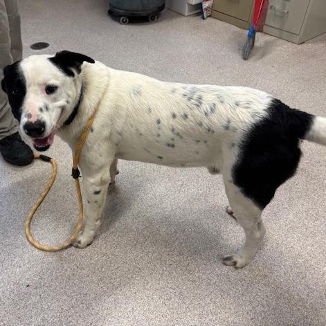 Enlarge Sullivan, a Adoptable Mixed Breed in Horn Lake, MS image 1/1