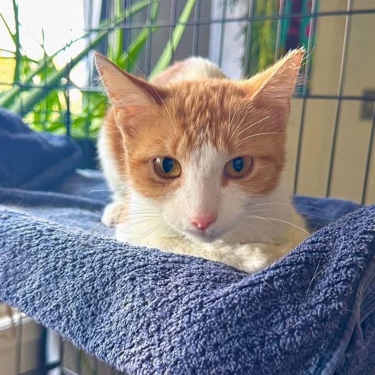 Enlarge Honey, a Adoptable Domestic Short Hair in Springdale, AR image 3/3