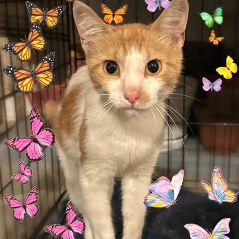 Honey, Adoptable, Young Female Domestic Short Hair.