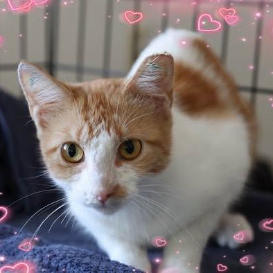 Enlarge Honey, a Adoptable Domestic Short Hair in Springdale, AR image 2/3