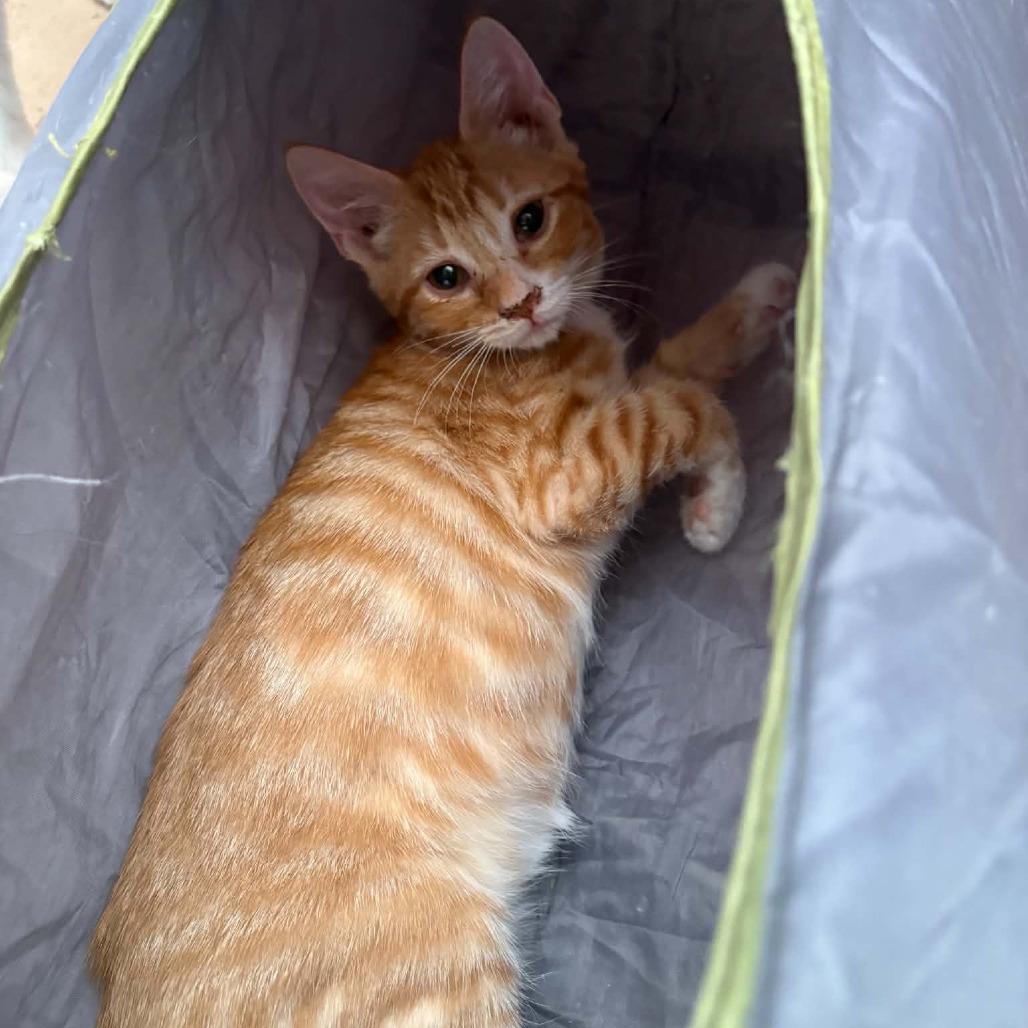 Clifford, Adoptable, Kitten Male Domestic Short Hair.