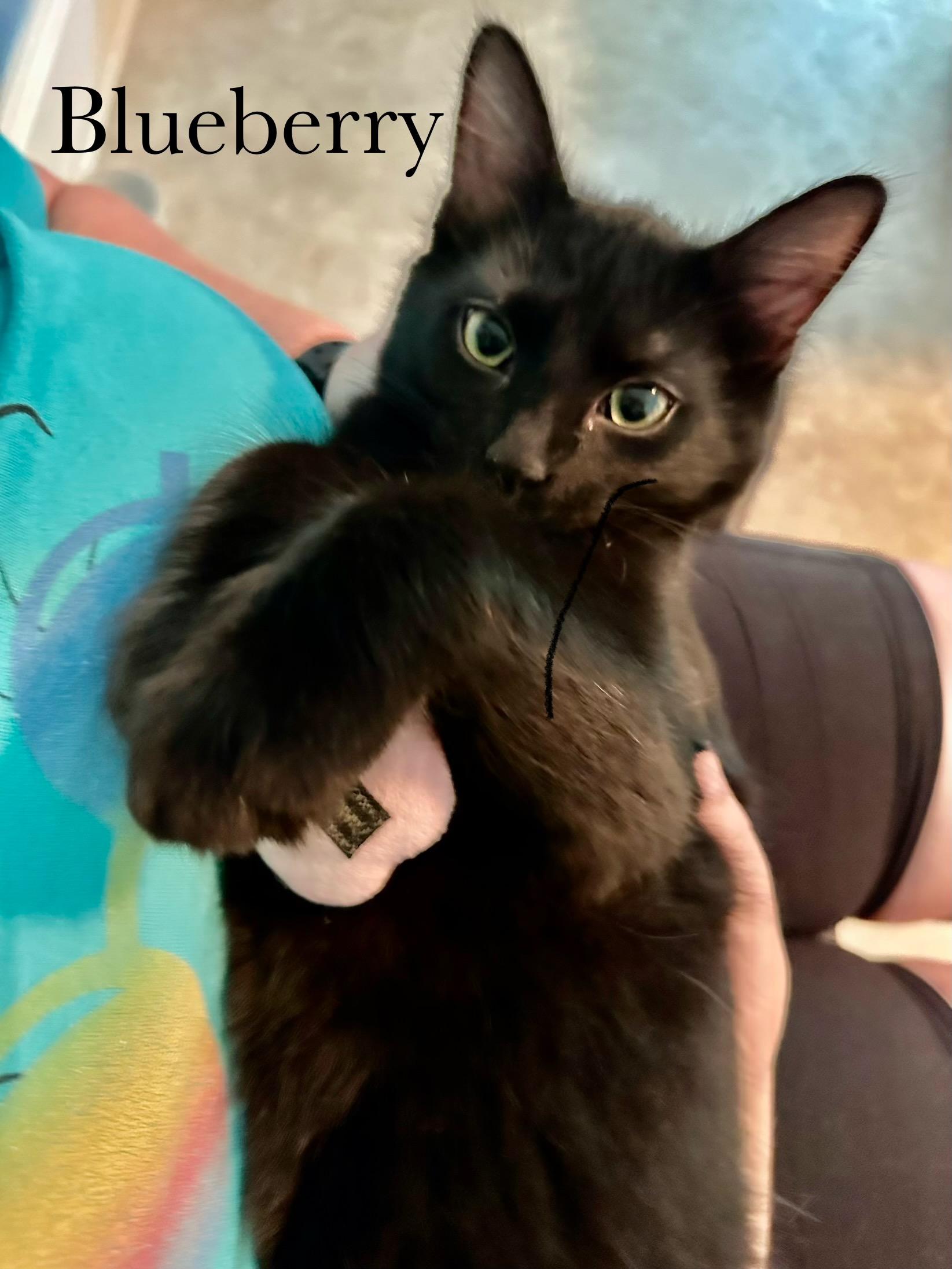 Enlarge Blueberry, a Adopted Domestic Medium Hair in Cincinnati , OH image 4/6