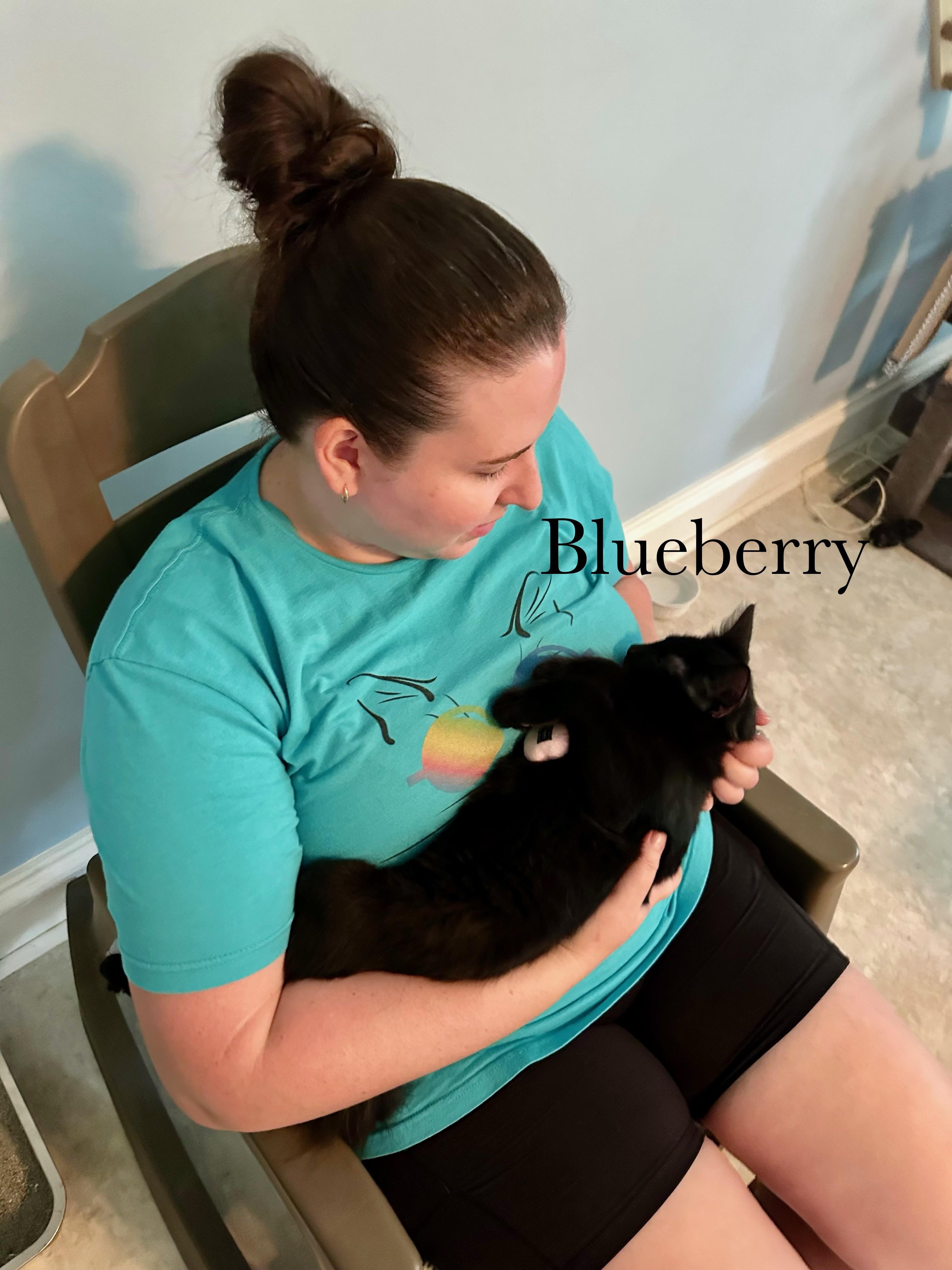Enlarge Blueberry, a Adopted Domestic Medium Hair in Cincinnati , OH image 5/6