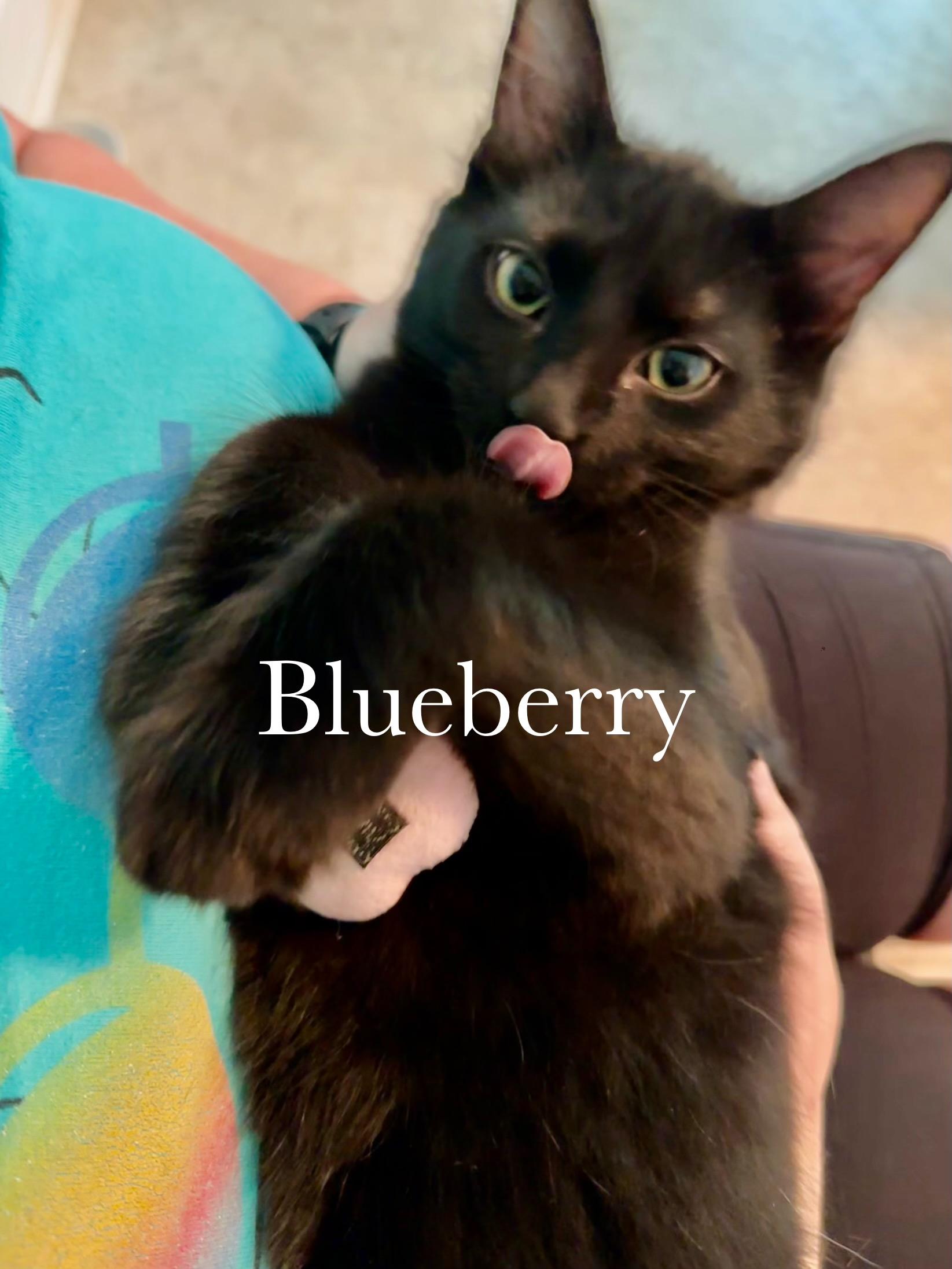 Enlarge Blueberry, a Adopted Domestic Medium Hair in Cincinnati , OH image 3/6