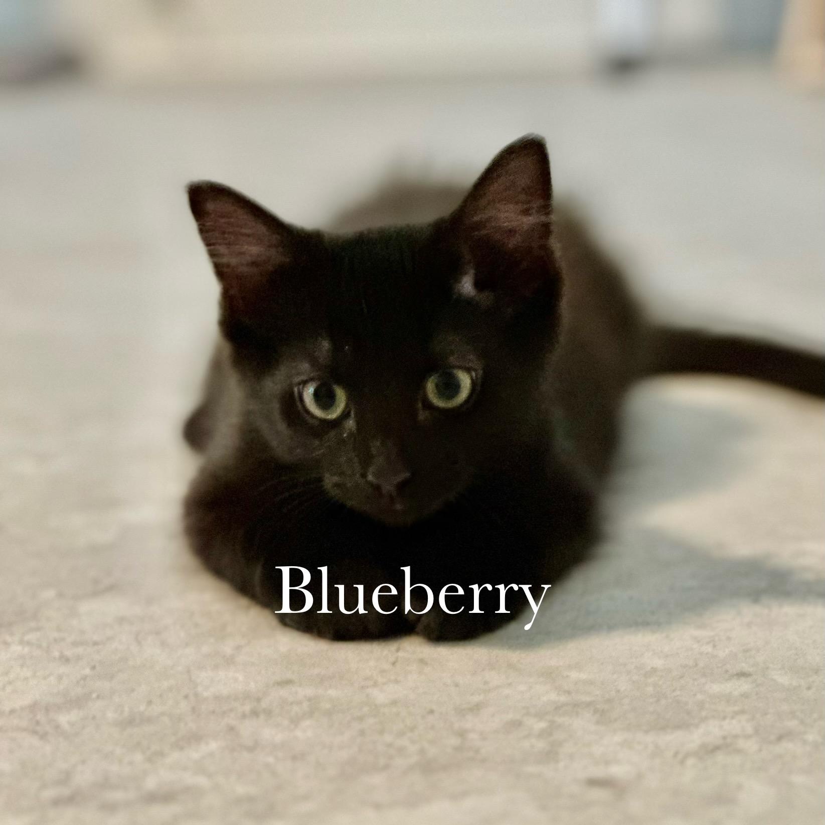Blueberry, Adopted, Kitten Male Domestic Medium Hair.