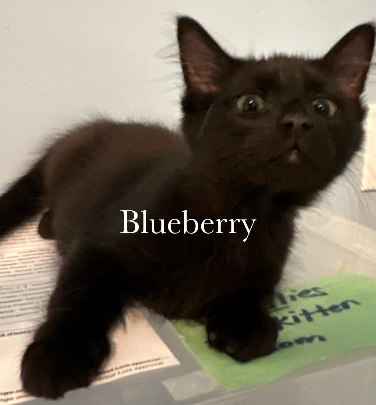 Enlarge Blueberry, a Adopted Domestic Medium Hair in Cincinnati , OH image 2/6