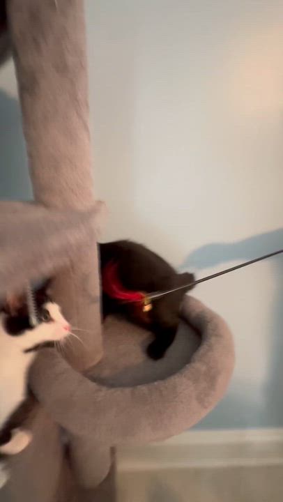 Enlarge Blueberry, a Adopted Domestic Medium Hair in Cincinnati , OH video 6/6