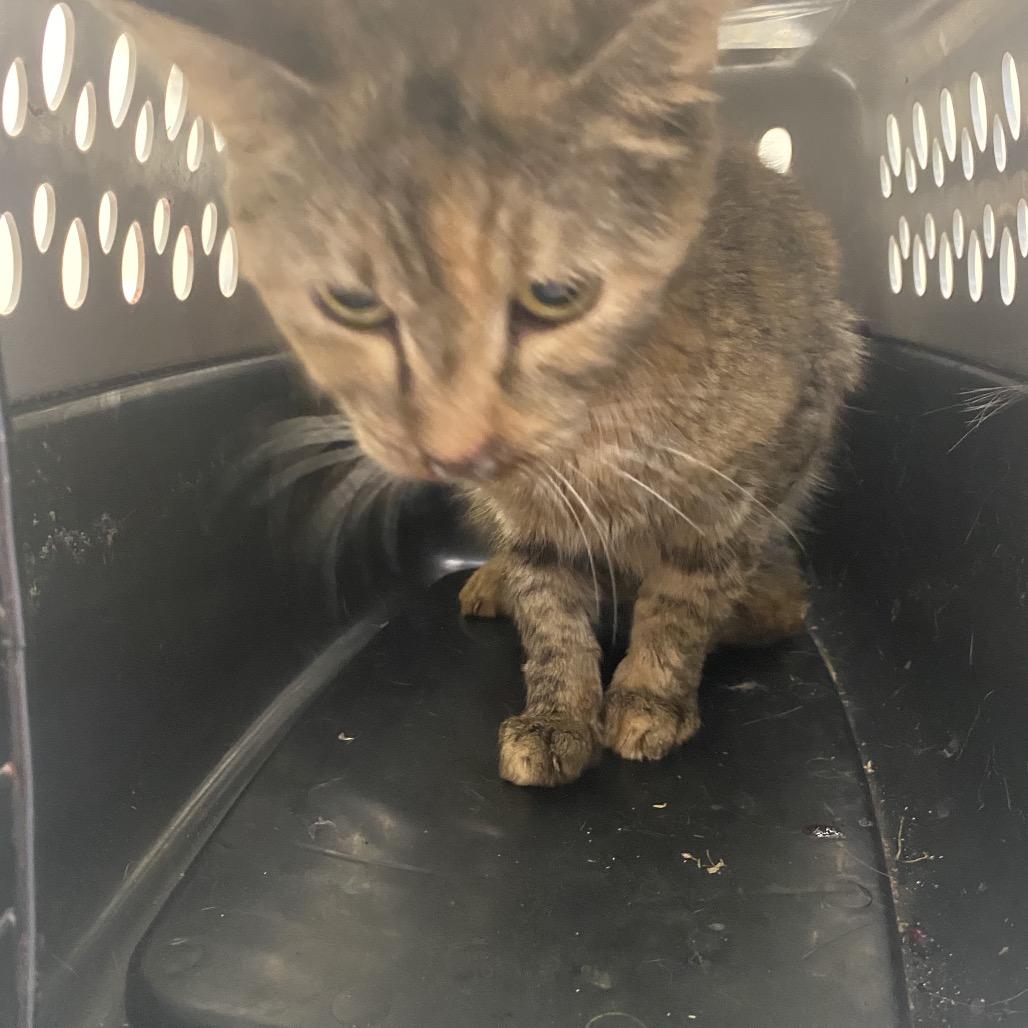 Iris, Adoptable, Adult Female Domestic Medium Hair.