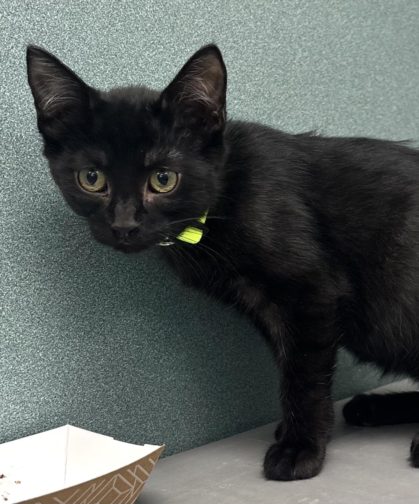 Enlarge Dill, an adopted Domestic Short Hair in Bardstown, KY image 6/6