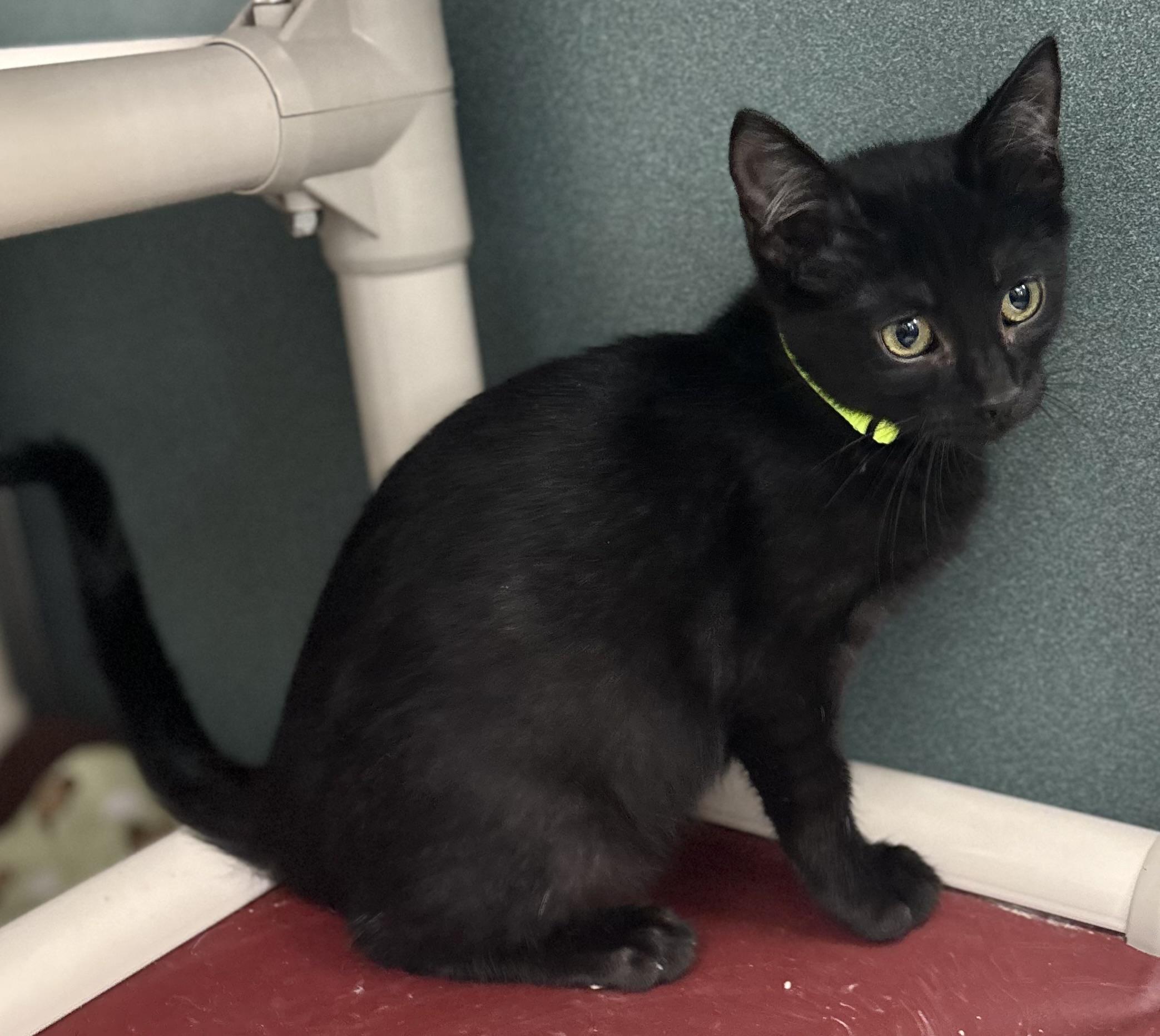 Enlarge Dill, an adopted Domestic Short Hair in Bardstown, KY image 5/6