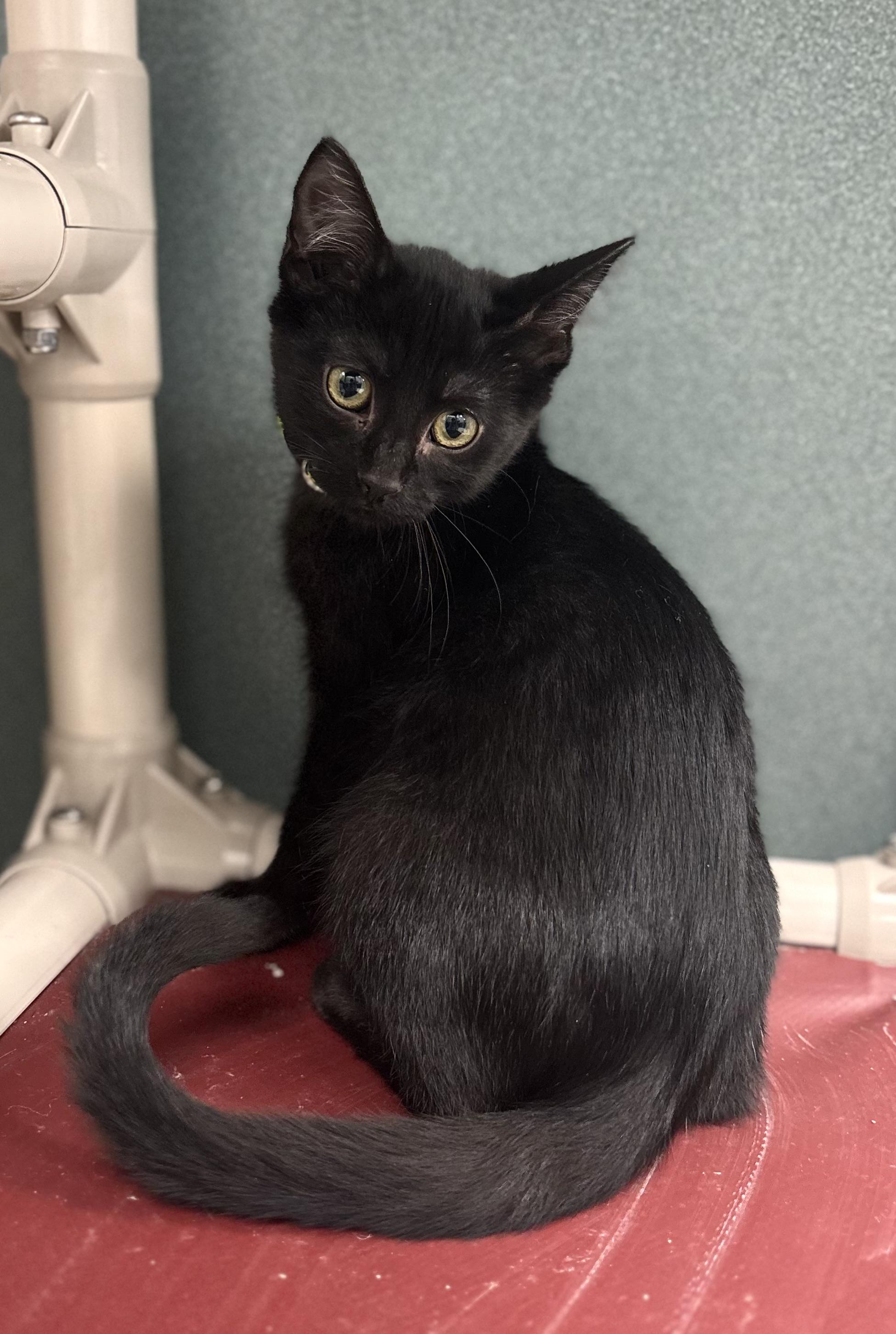 Enlarge Dill, an adopted Domestic Short Hair in Bardstown, KY image 2/6