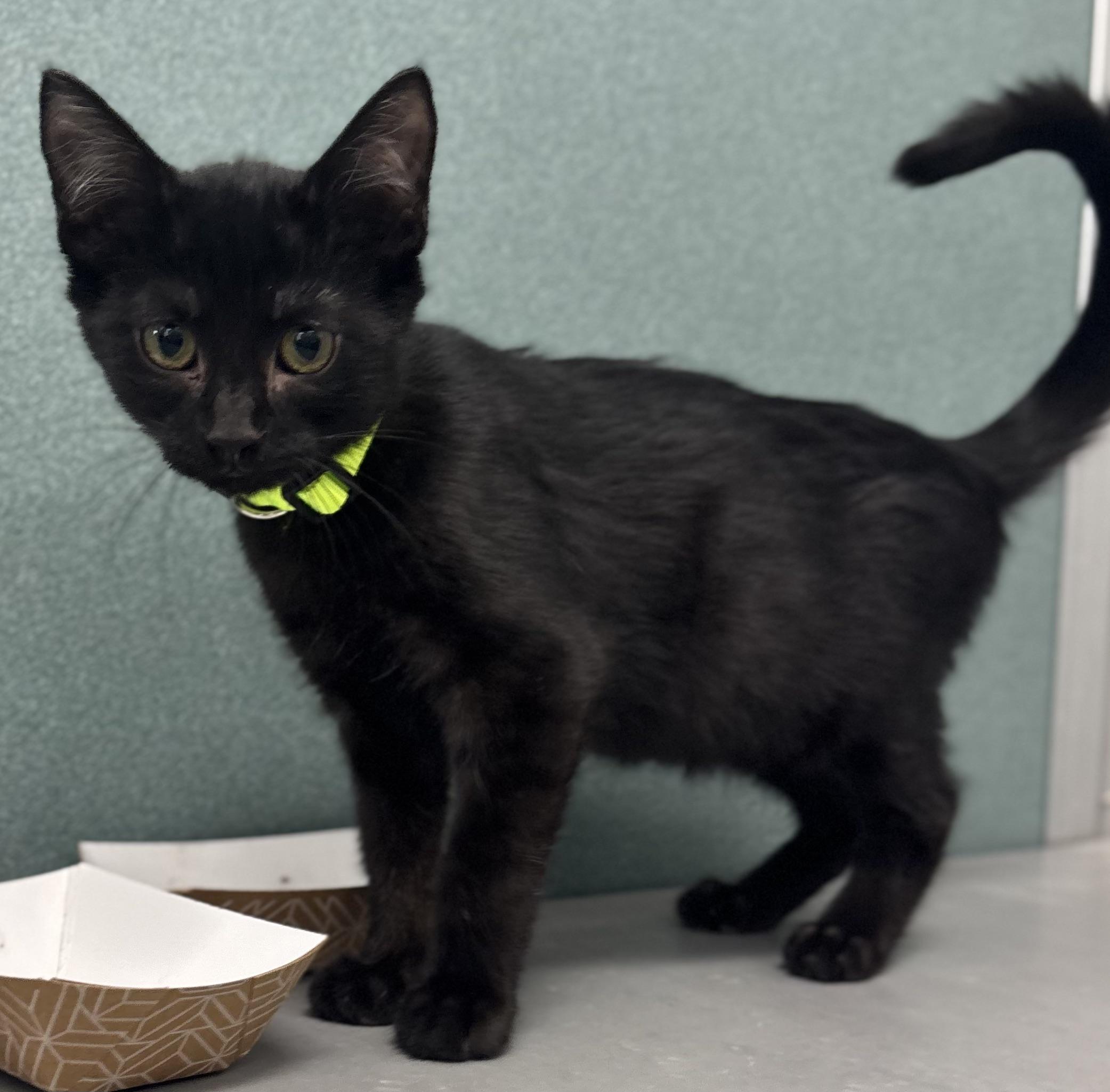 Enlarge Dill, an adopted Domestic Short Hair in Bardstown, KY image 3/6