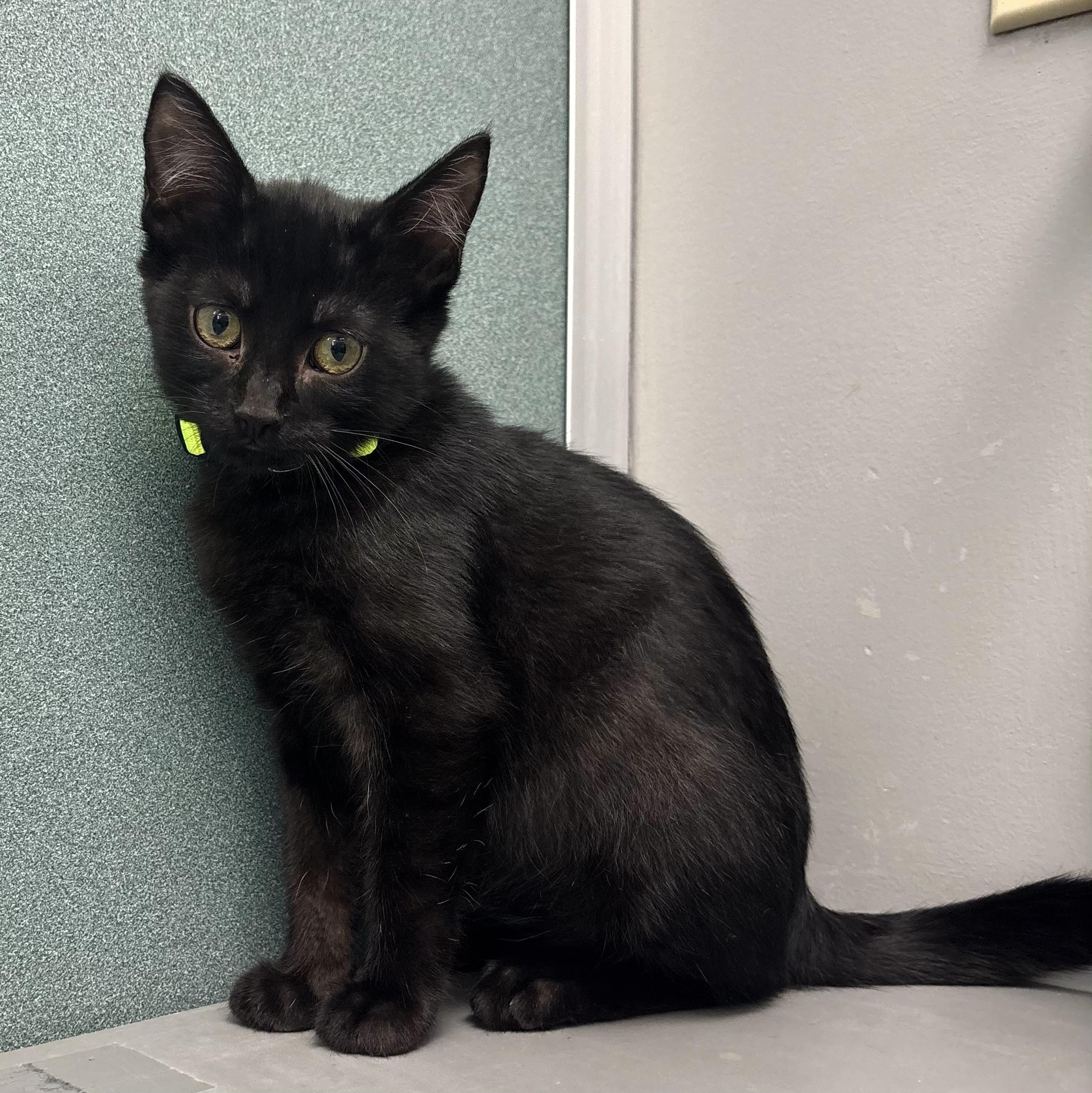 Dill, adopted, Kitten Male Domestic Short Hair.