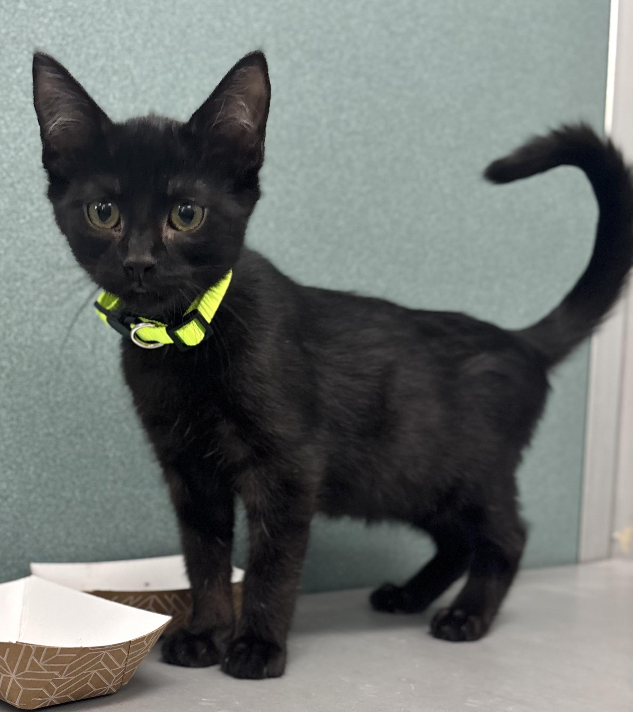 Enlarge Dill, an adopted Domestic Short Hair in Bardstown, KY image 4/6