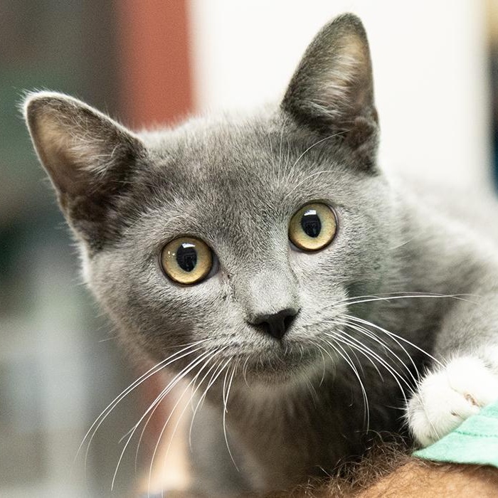 Gumdrop, adopted, Kitten Male Domestic Short Hair.