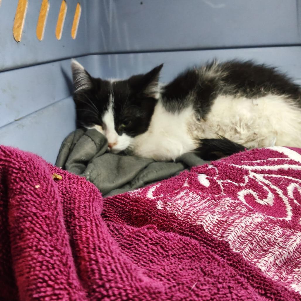 Ivy, Adoptable, Kitten Female Domestic Short Hair.
