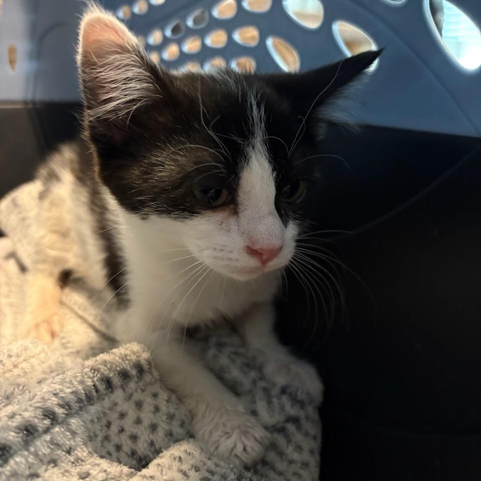 Enlarge Ivy, a Adoptable Domestic Short Hair in Meridian, ID image 2/2