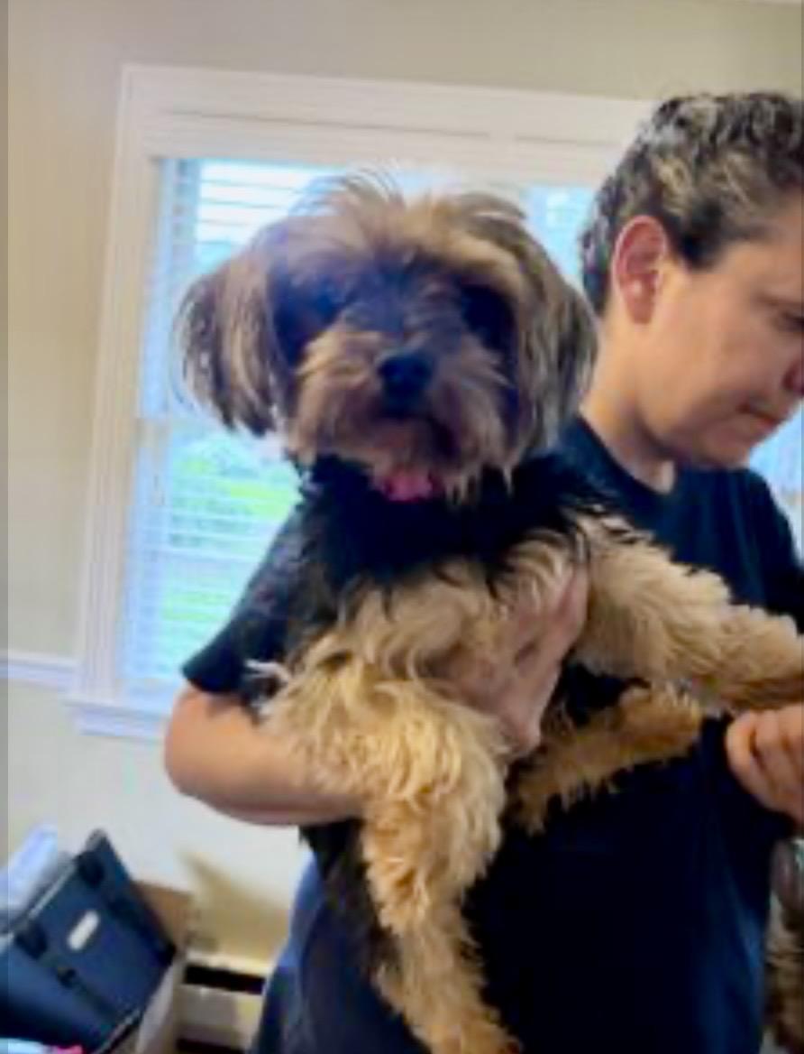 Ella Fitzgerald, adopted, Young Female Yorkshire Terrier.
