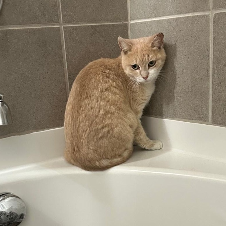 Enlarge Ginger, a ADOPTABLE Domestic Short Hair in Easley, SC image 2/2