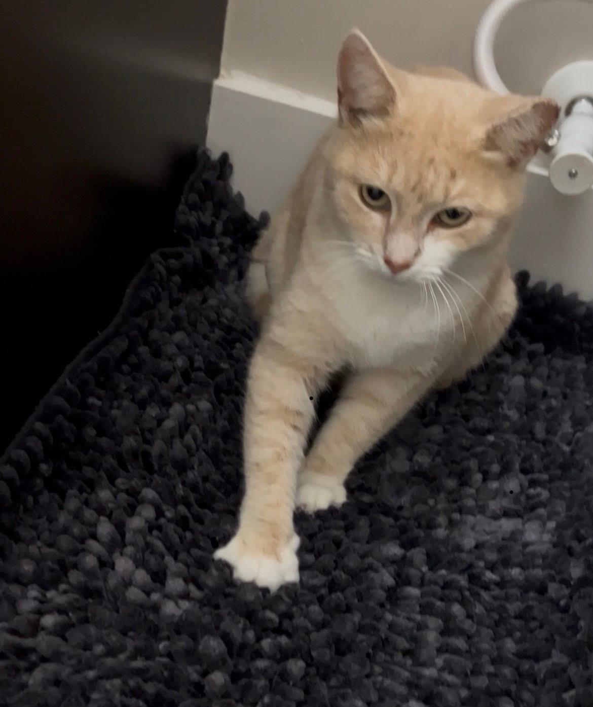 Ginger, ADOPTABLE, Adult Female Domestic Short Hair.