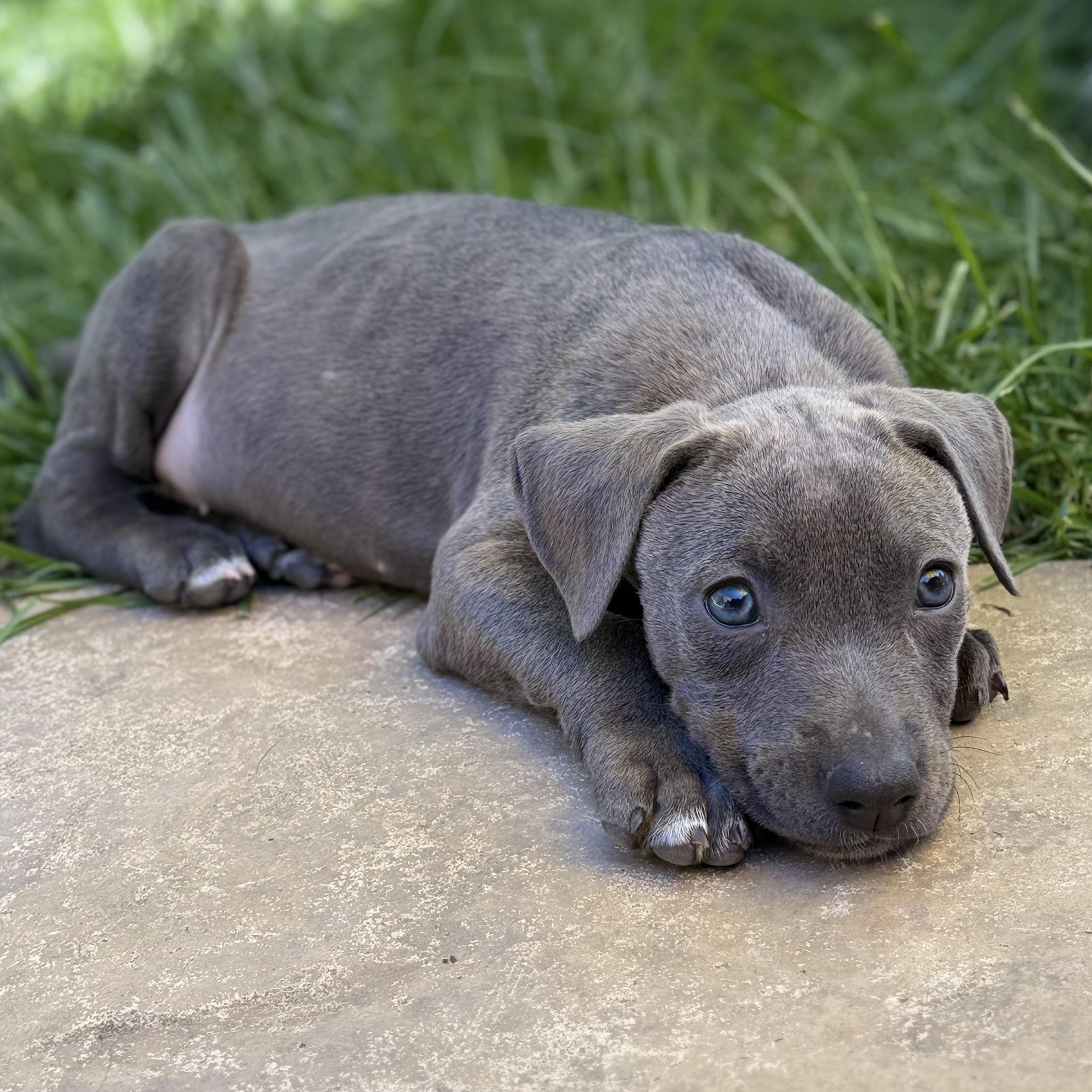 Enlarge Porsche , a ADOPTABLE mixed breed in Lincoln, CA image 2/6