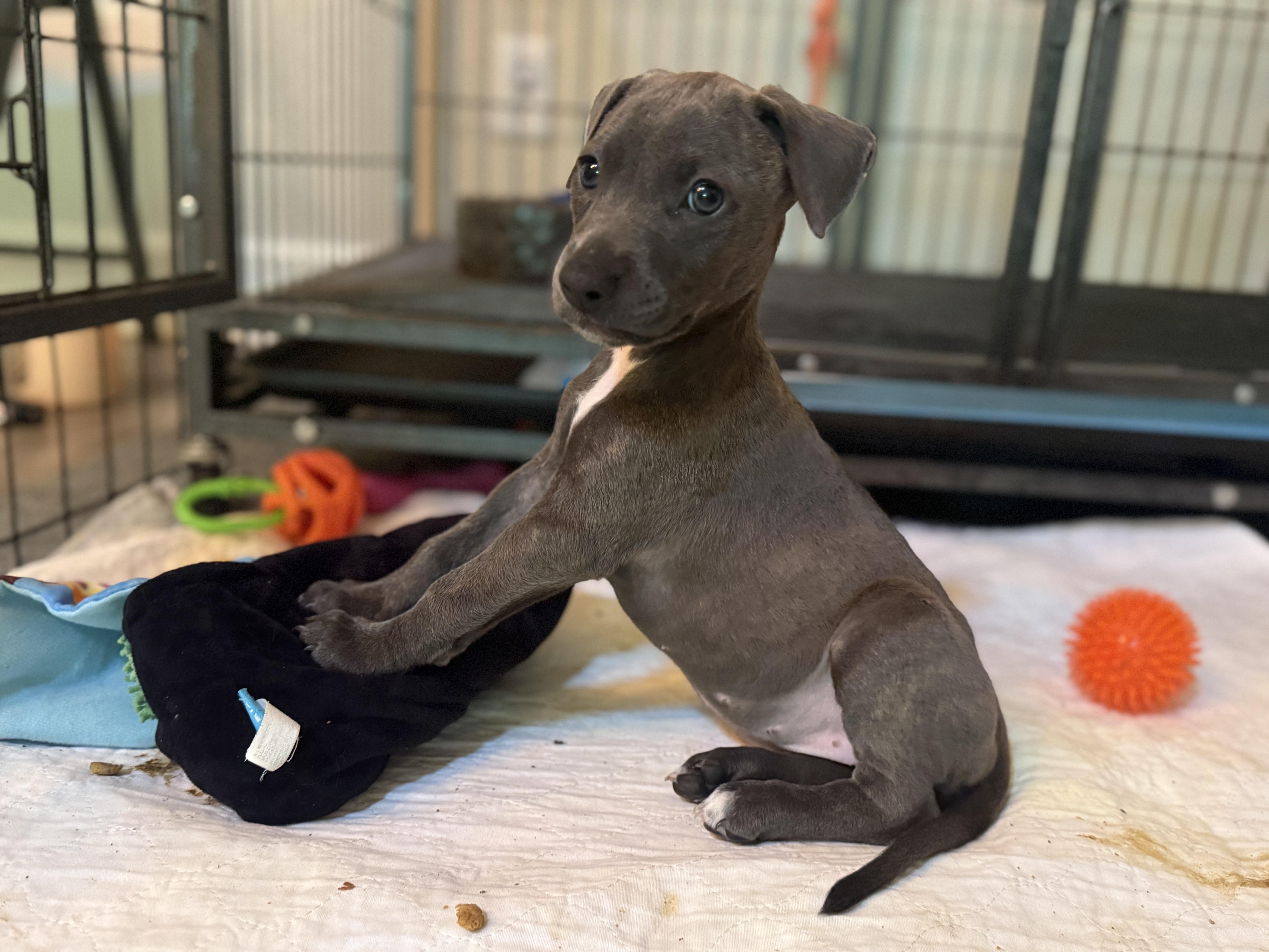 Enlarge Porsche , a ADOPTABLE mixed breed in Lincoln, CA image 4/6