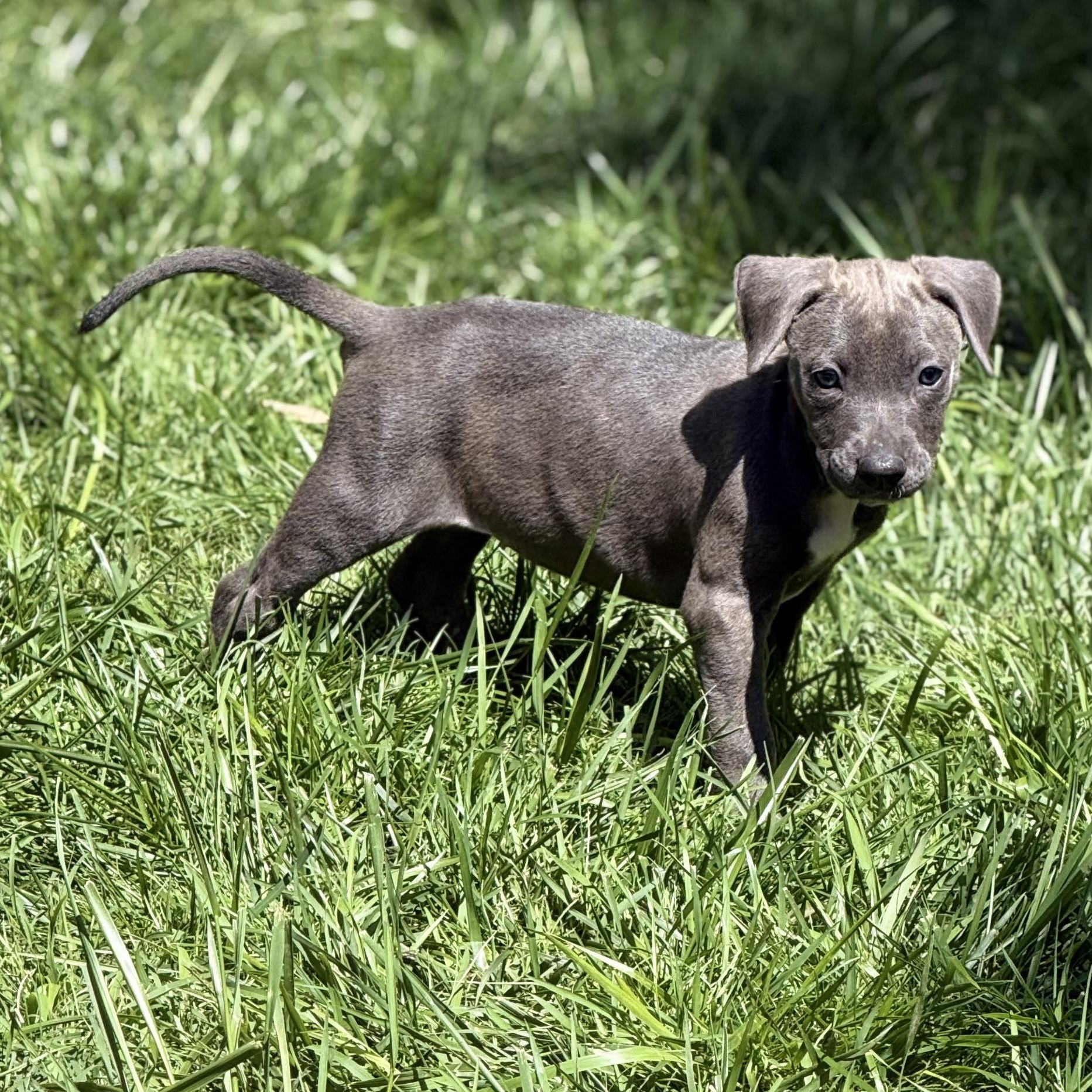Enlarge Porsche , a ADOPTABLE mixed breed in Lincoln, CA image 3/6
