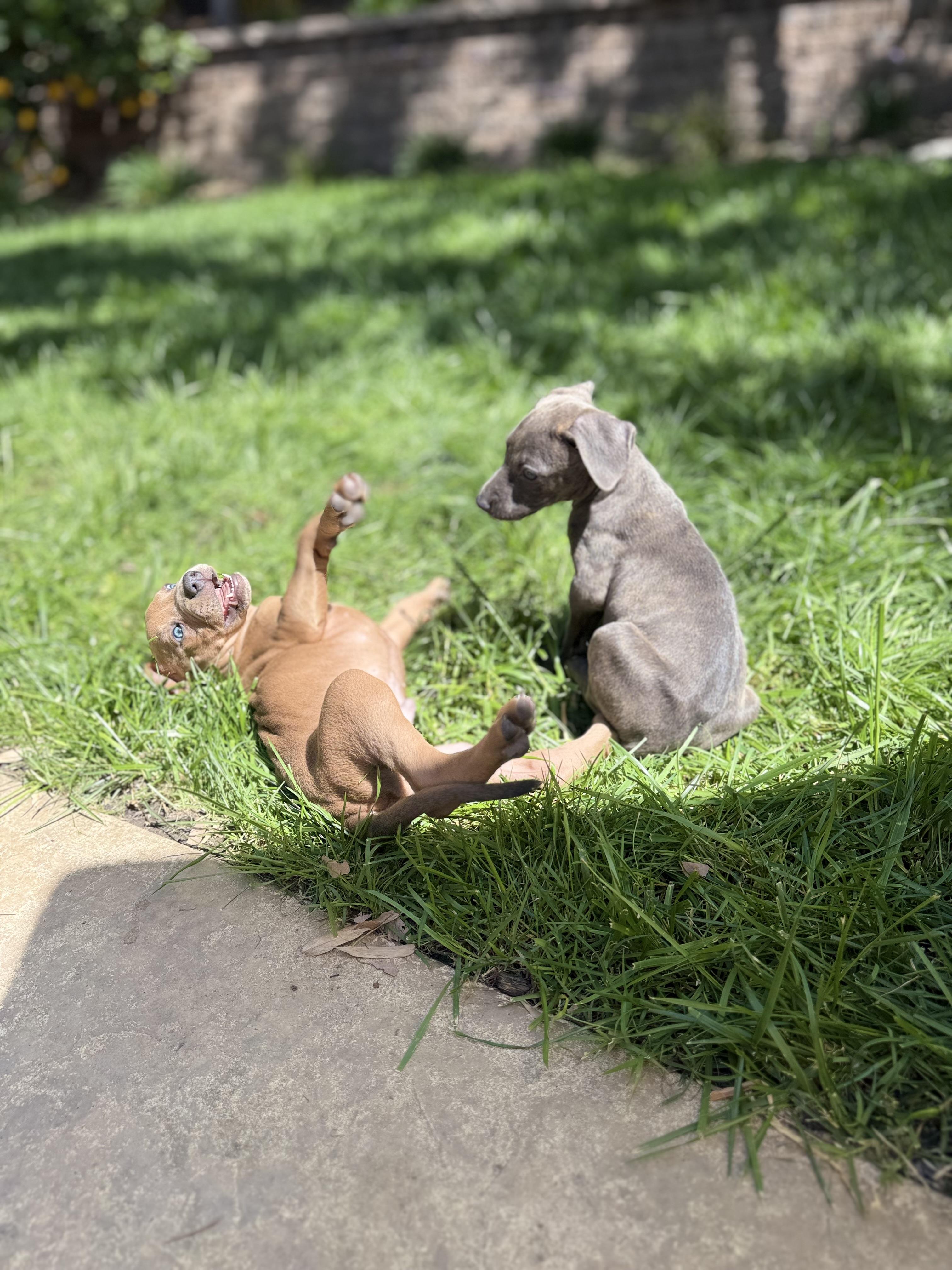 Enlarge Porsche , a ADOPTABLE mixed breed in Lincoln, CA image 5/6