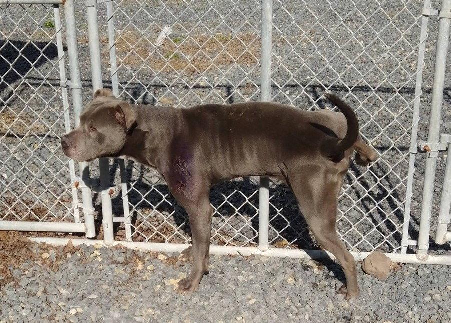 Enlarge Bluey (8yo, 69lbs), a Adoptable Pit Bull Terrier in Hinton, WV image 1/3