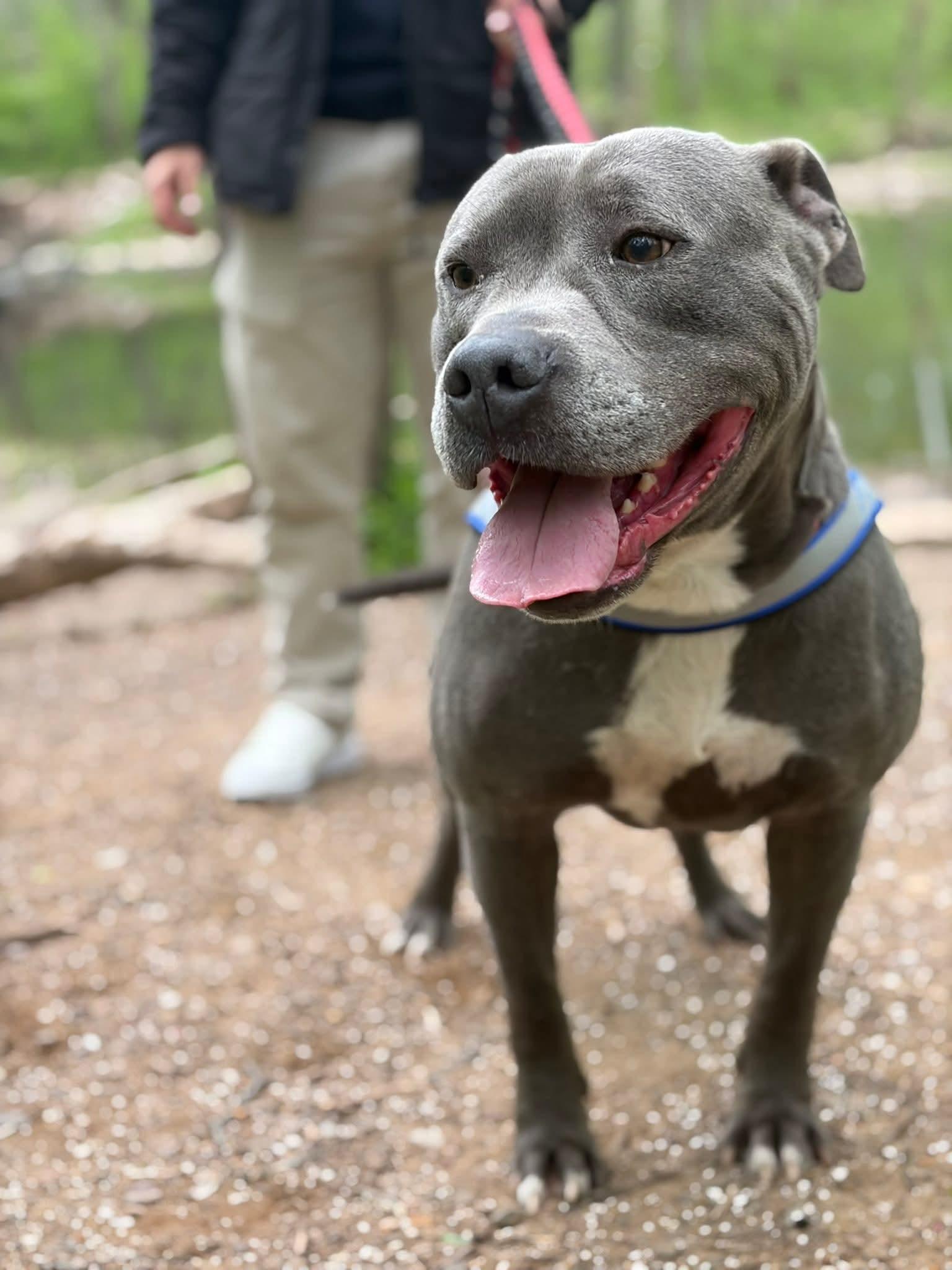 Enlarge Bluey (8yo, 69lbs), a Adoptable Pit Bull Terrier in Hinton, WV image 1/3