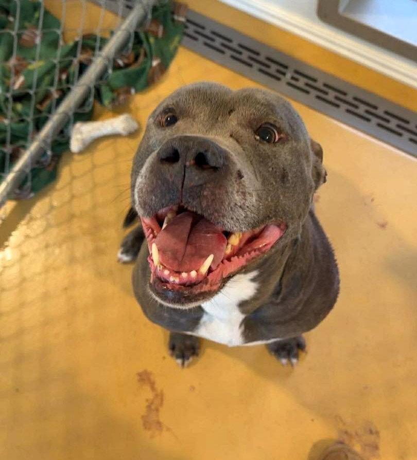 Enlarge Bluey (8yo, 69lbs), a Adoptable Pit Bull Terrier in Hinton, WV image 2/3