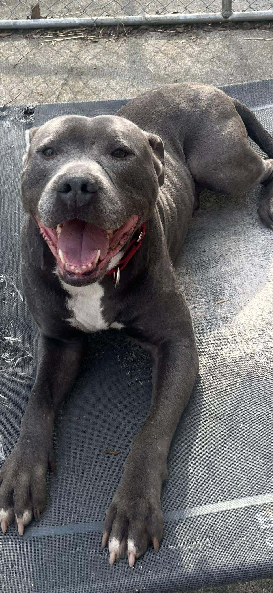 Enlarge Bluey (8yo, 69lbs), a Adoptable Pit Bull Terrier in Hinton, WV image 2/3