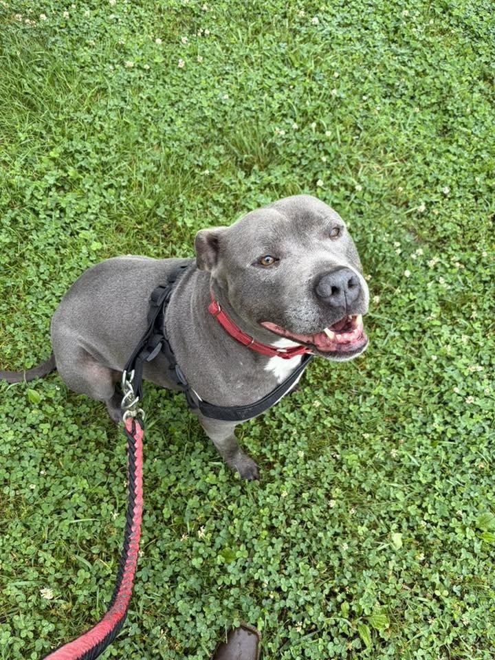 Bluey (8yo, 69lbs), Adoptable, Adult Male Pit Bull Terrier.