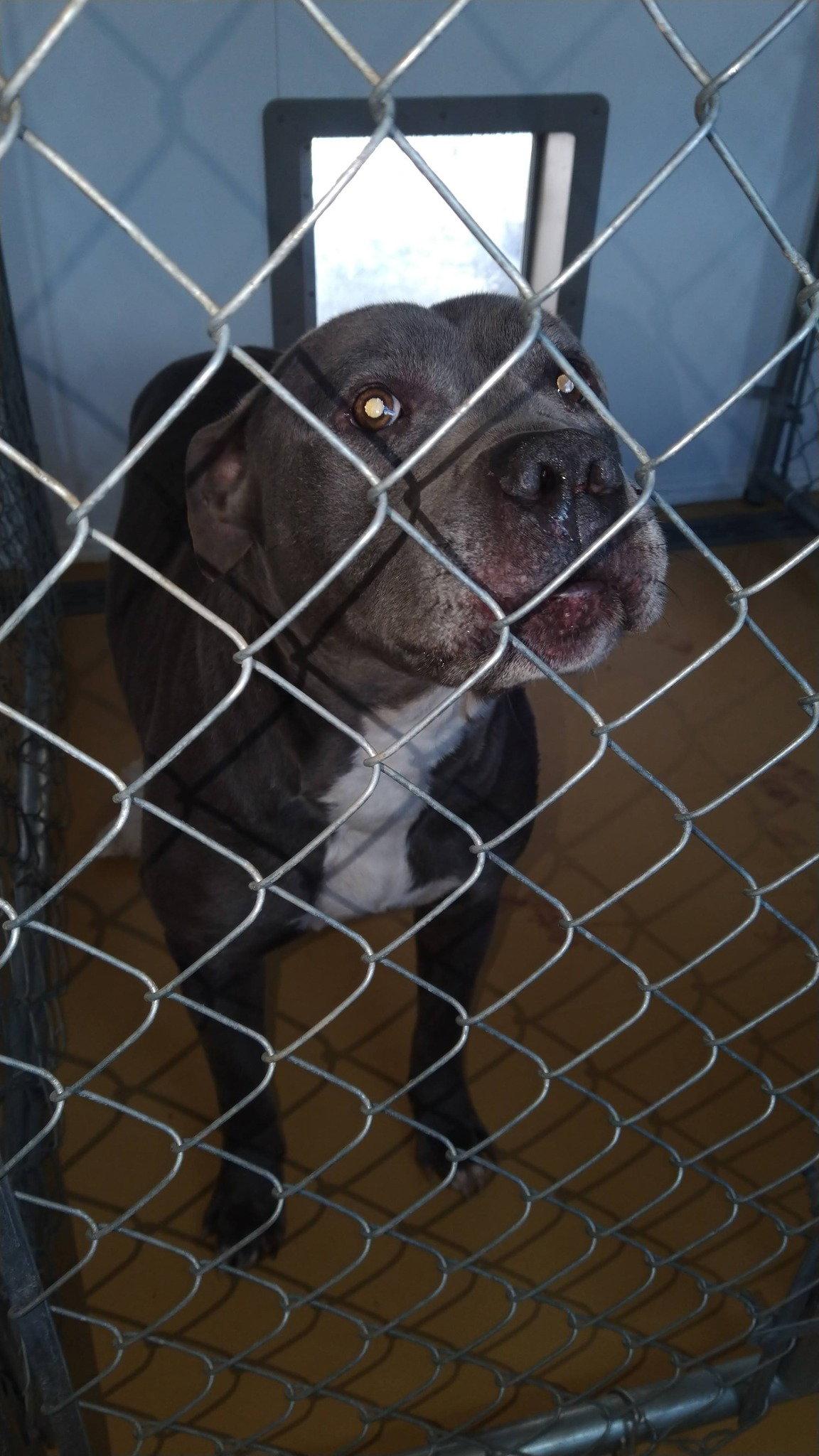 Enlarge Bluey (8yo, 69lbs), a Adoptable Pit Bull Terrier in Hinton, WV image 3/3