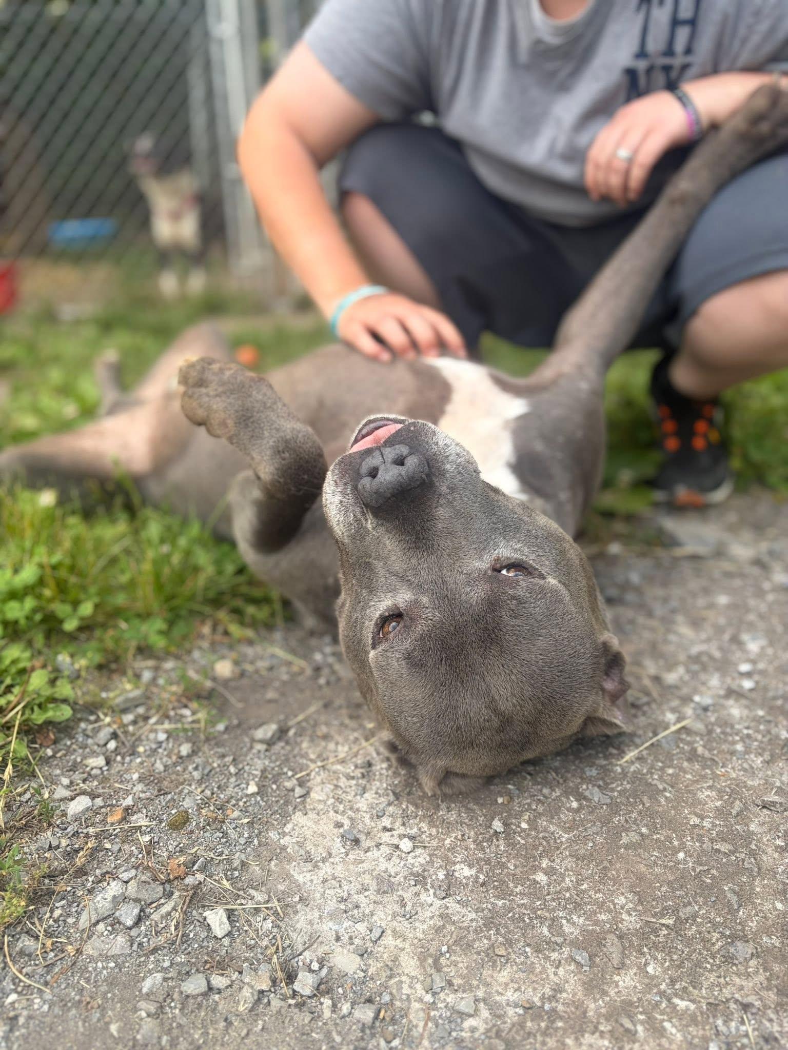 Enlarge Bluey (8yo, 69lbs), a Adoptable Pit Bull Terrier in Hinton, WV image 2/3