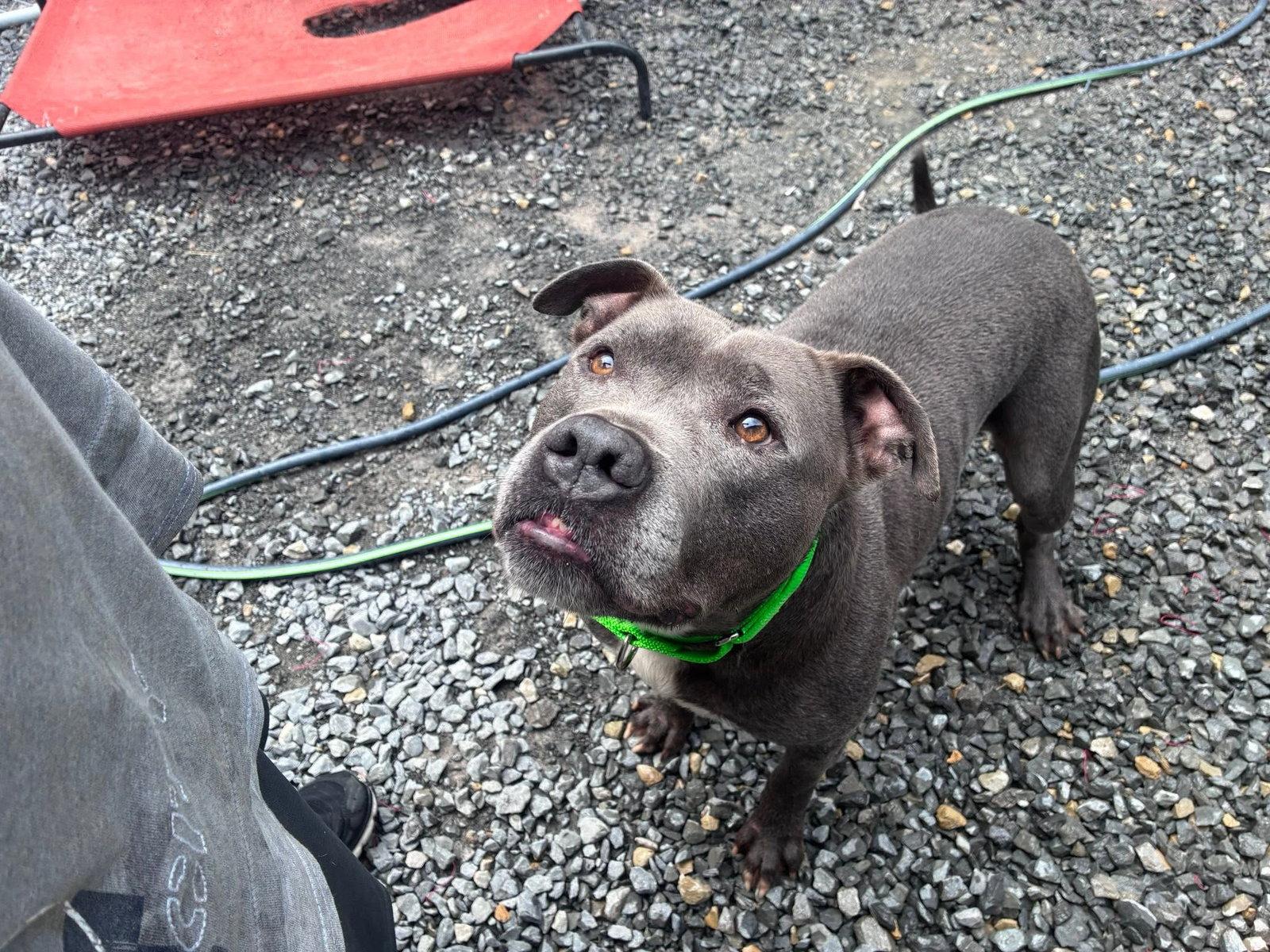 Enlarge Bluey (8yo, 69lbs), a Adoptable Pit Bull Terrier in Hinton, WV image 3/3