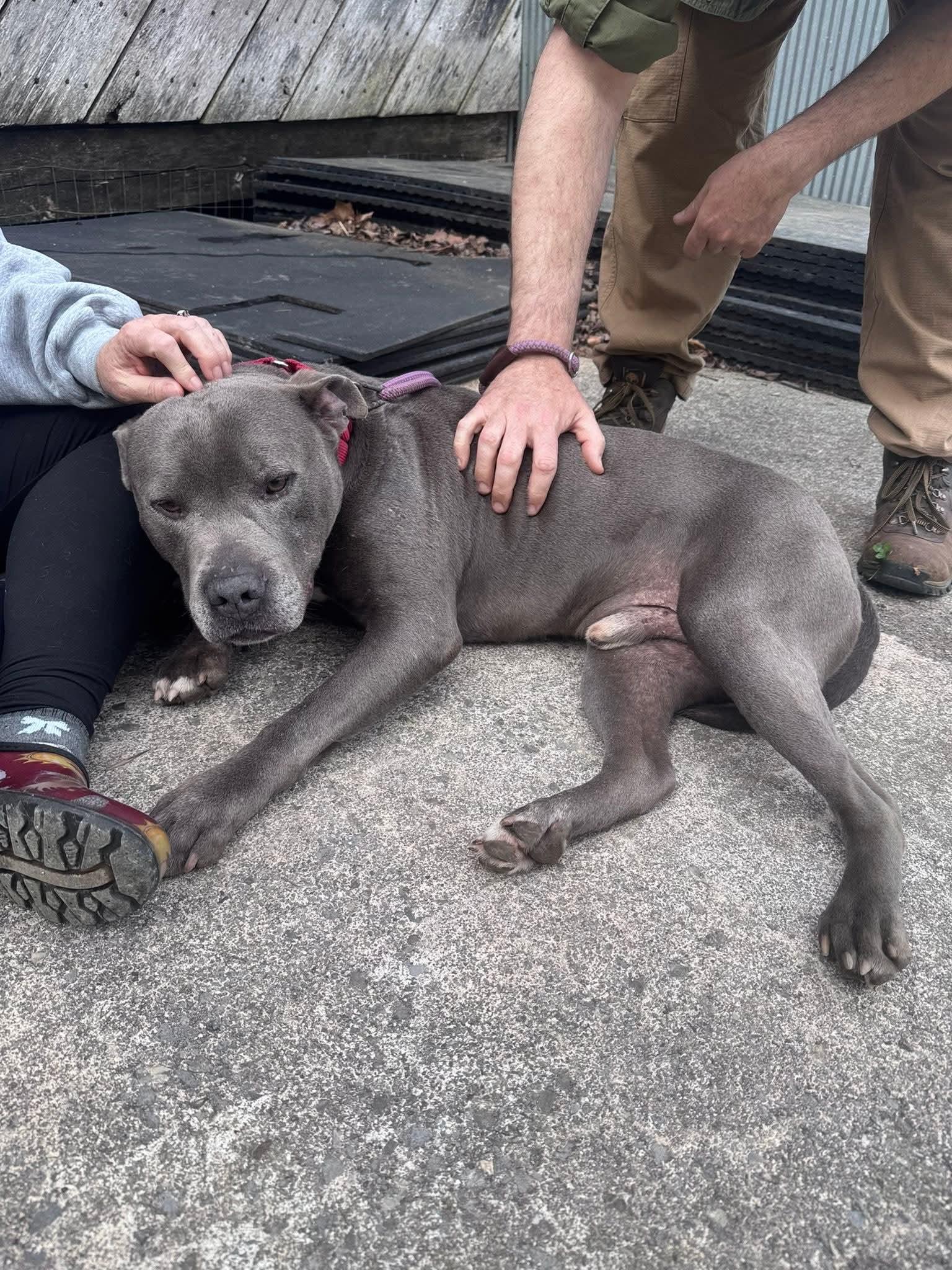 Enlarge Bluey (8yo, 69lbs), a Adoptable Pit Bull Terrier in Hinton, WV image 3/3